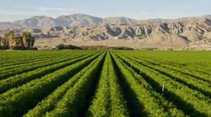 Neom Agriculture Project